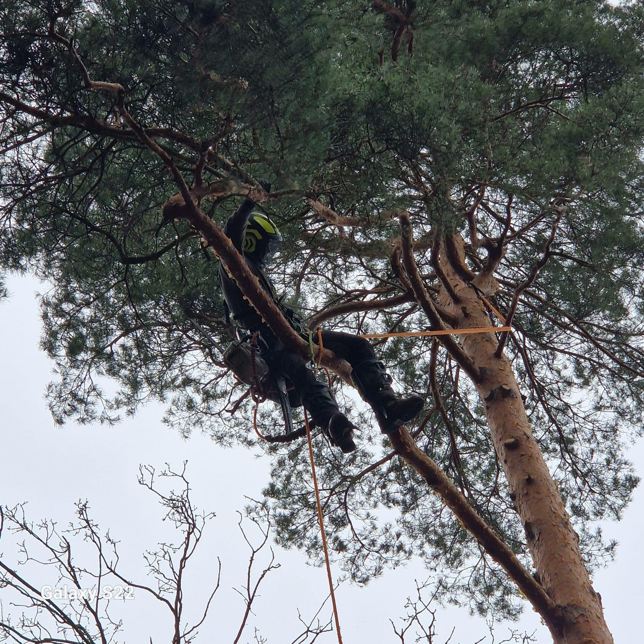 Baumpfleger in einem Baum Ein Baumpfleger, der in einem Baum arbeitet, während er an einem Seil hängt.